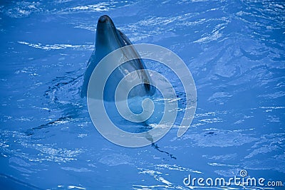 Dolphin fish live sea nature Stock Photo
